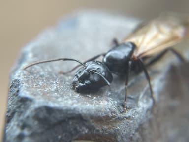 Camponotus laevigatus photo 104
