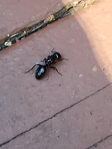 Camponotus laevigatus photo 106