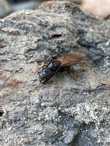 Camponotus laevigatus photo 107