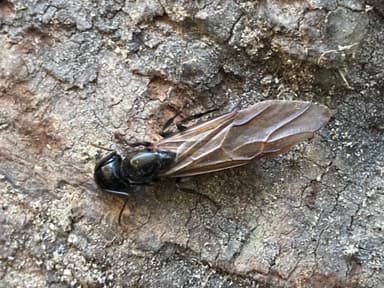 Camponotus laevigatus photo 108