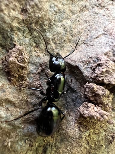 Camponotus laevigatus — queen photo 112