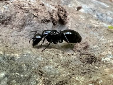Camponotus laevigatus — queen photo 114