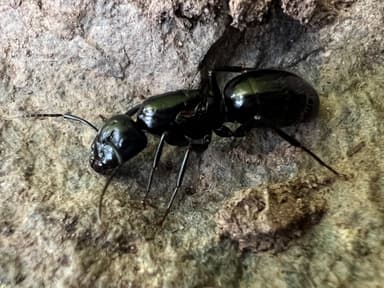 Camponotus laevigatus — queen photo 116