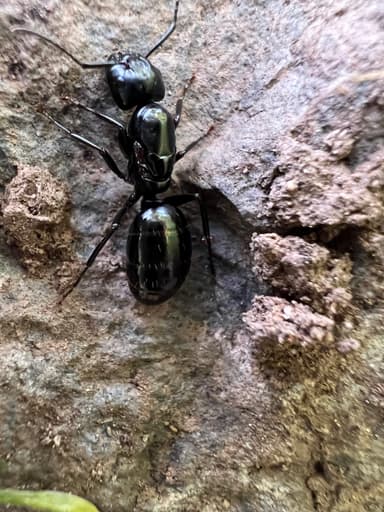 Camponotus laevigatus — queen photo 117