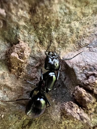 Camponotus laevigatus — queen photo 119