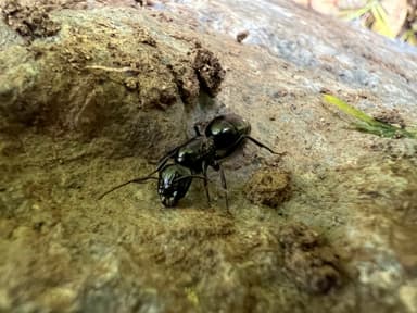 Camponotus laevigatus — queen photo 120