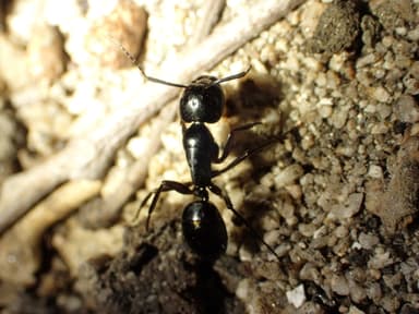 Camponotus laevigatus photo 121