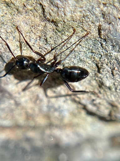 Camponotus laevigatus photo 122