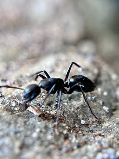 Camponotus laevigatus photo 124
