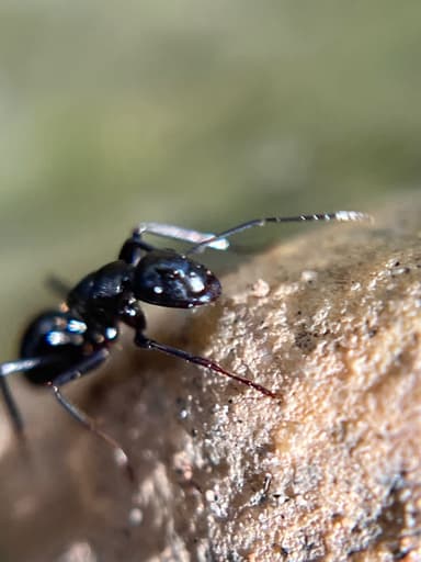 Camponotus laevigatus photo 125