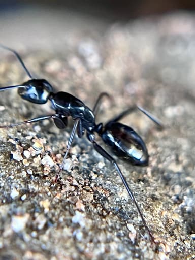 Camponotus laevigatus photo 126