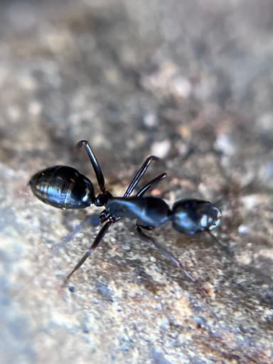 Camponotus laevigatus photo 127