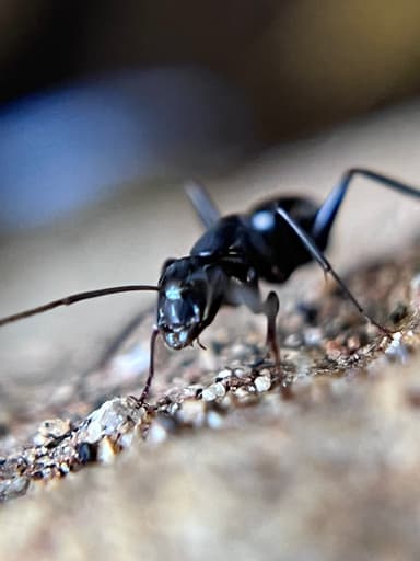 Camponotus laevigatus photo 128