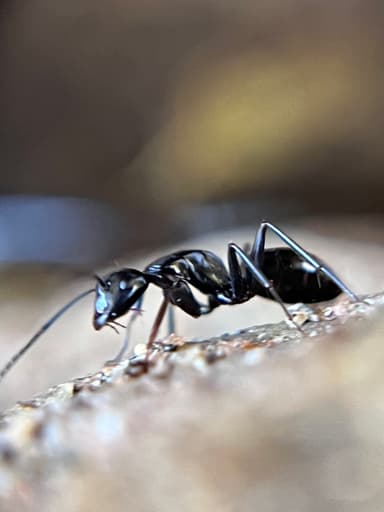 Camponotus laevigatus photo 129