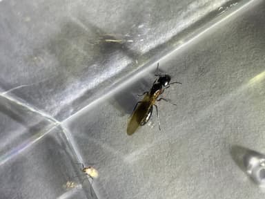 Camponotus laevigatus photo 130