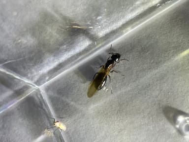 Camponotus laevigatus photo 131