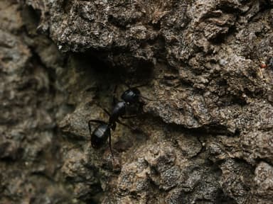 Camponotus laevigatus photo 132