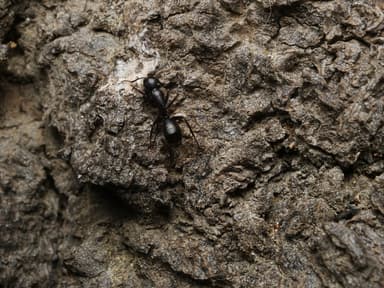 Camponotus laevigatus photo 133