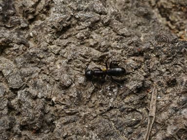 Camponotus laevigatus photo 134