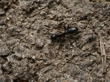 Camponotus laevigatus photo 135
