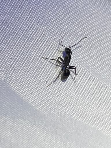 Camponotus laevigatus photo 136