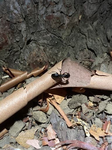 Camponotus laevigatus photo 137
