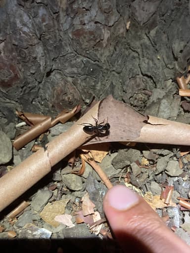 Camponotus laevigatus photo 138