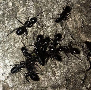 Camponotus laevigatus photo 139