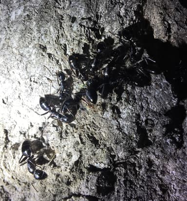 Camponotus laevigatus photo 140