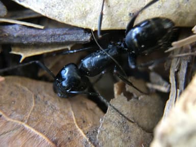Camponotus laevigatus photo 143