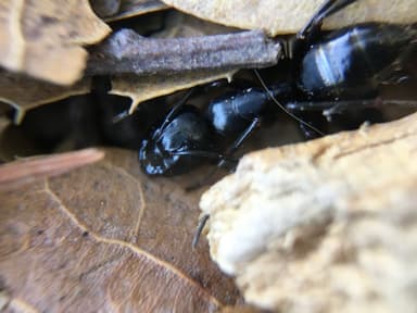 Camponotus laevigatus photo 144