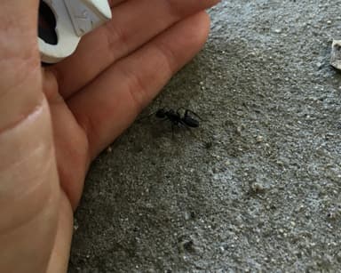 Camponotus laevigatus photo 146