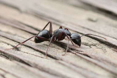 Camponotus laevigatus photo 147