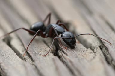 Camponotus laevigatus photo 148
