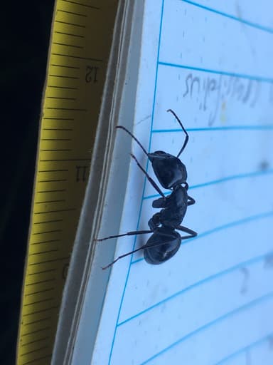 Camponotus laevigatus photo 149