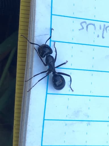 Camponotus laevigatus photo 151