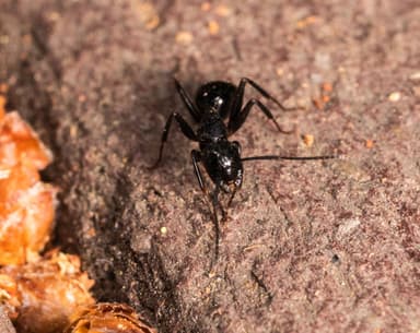 Camponotus laevigatus photo 152