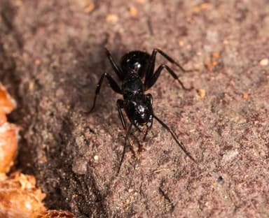 Camponotus laevigatus photo 153