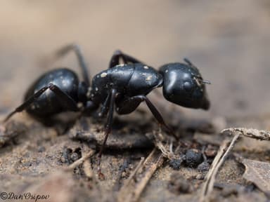 Camponotus laevigatus photo 156