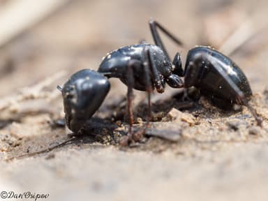 Camponotus laevigatus photo 158