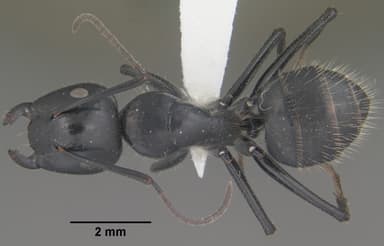 Camponotus laevigatus — queen photo 1