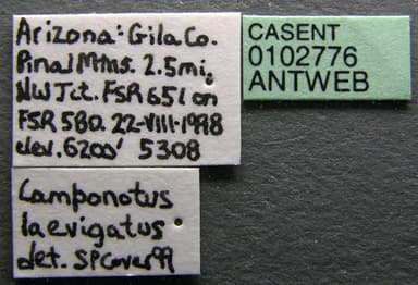 Camponotus laevigatus photo 3