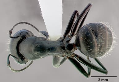 Camponotus laevigatus — queen photo 4