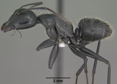 Camponotus laevigatus — queen photo 5