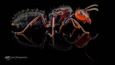 Camponotus lateralis photo 1
