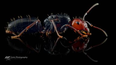 Camponotus lateralis photo 2