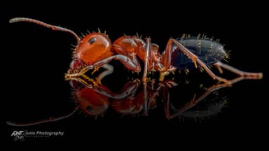 Camponotus lateralis — worker photo 3