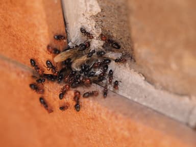Camponotus lateralis photo 9