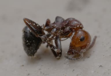 Camponotus lateralis photo 14