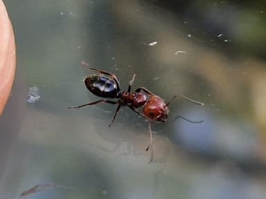 Camponotus lateralis photo 15